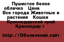 Пушистое белое облачко › Цена ­ 25 000 - Все города Животные и растения » Кошки   . Краснодарский край,Краснодар г.